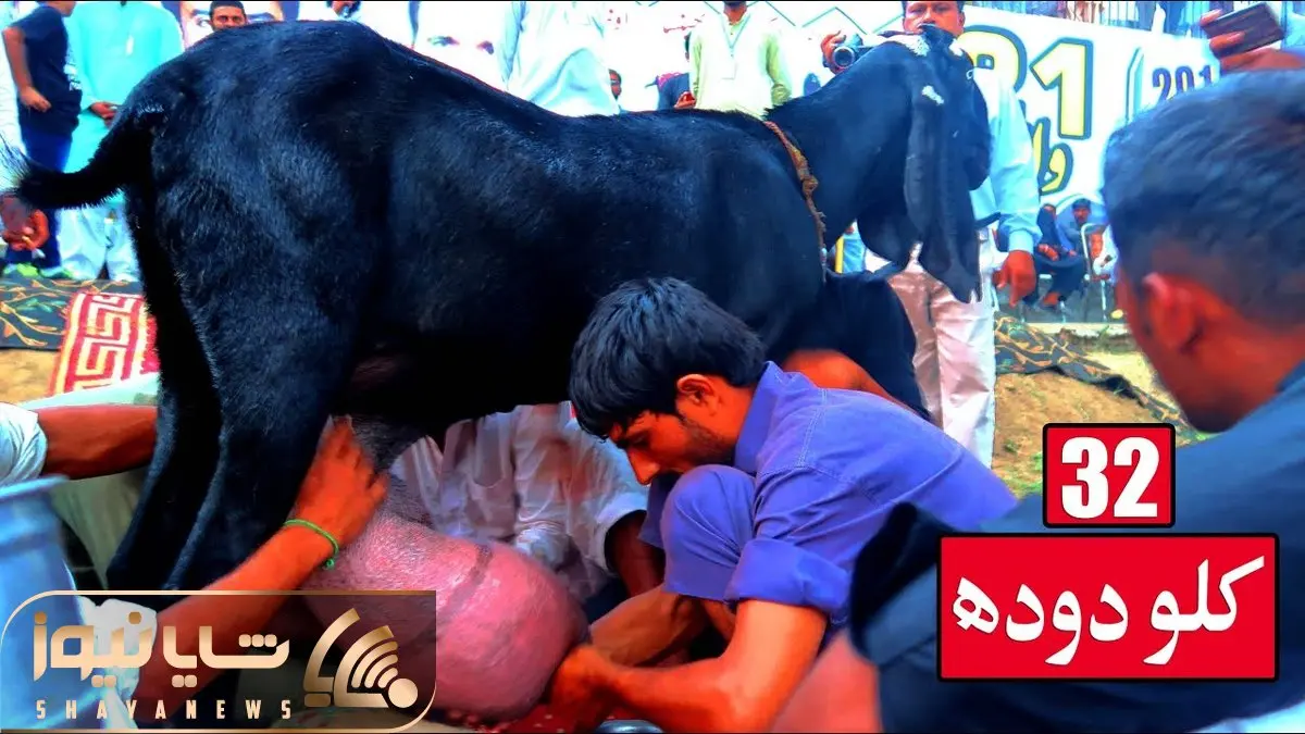 حیوانات غول جثه؛ ببینید از این بز در یک نوبت چه حجم عجیب و غریبی شیر دوشیده می شود