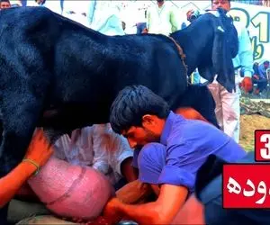 حیوانات غول جثه؛ ببینید از این بز در یک نوبت چه حجم عجیب و غریبی شیر دوشیده می شود