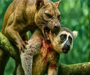 مستند حیات وحش / لمور دم‌حلقه‌ای در حال کرم رسانی بود که فوسا سفاک شاهرگشو زد