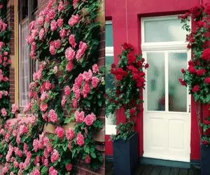 رازهای طلایی پرورش گل رز رونده در خانه و باغچه/ چطوری باید با این گل زیبا رفتار کنیم؟