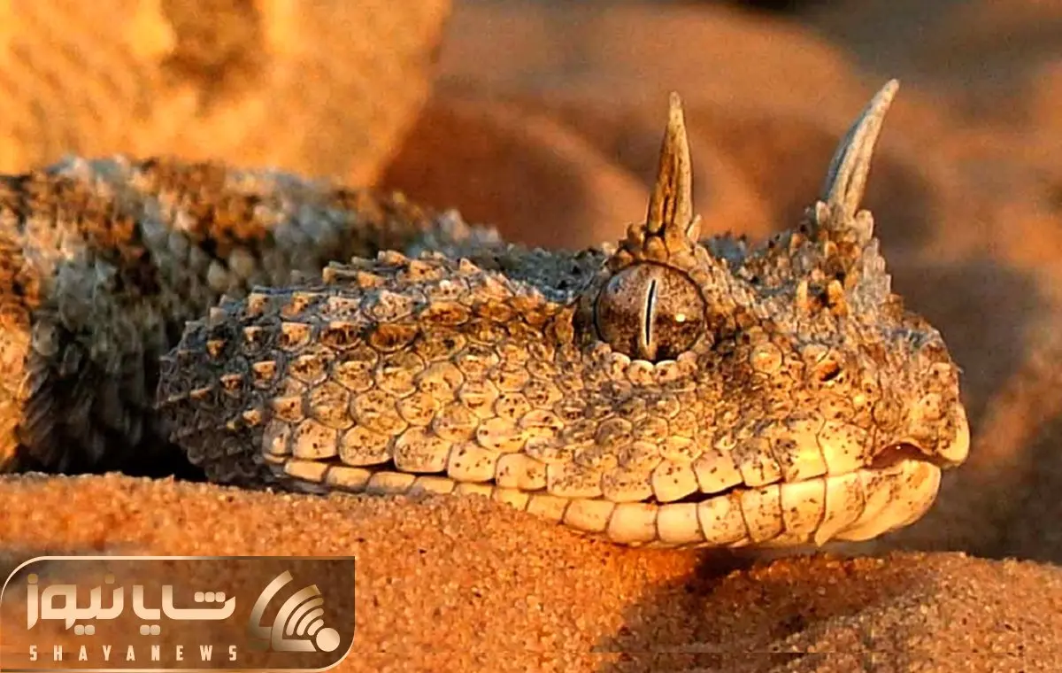 راز بقا؛ افعی شاخدار رو اگه ببینی خودت شاخ در میاری