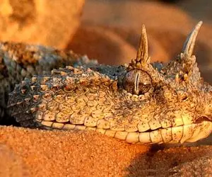 راز بقا؛ افعی شاخدار رو اگه ببینی خودت شاخ در میاری