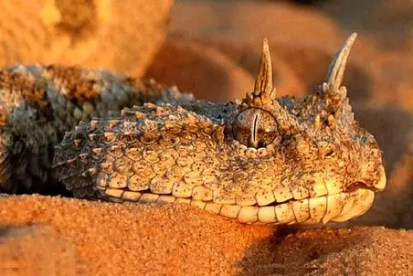 راز بقا؛ افعی شاخدار رو اگه ببینی خودت شاخ در میاری