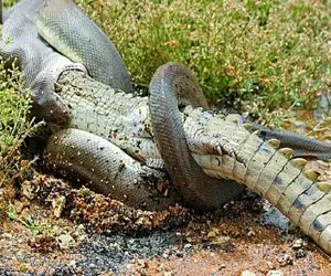 جذابیت حیات وحش؛ پیتون غول دوخم تمساح شریر و گرفت زمین زد له که شد تناول کرد