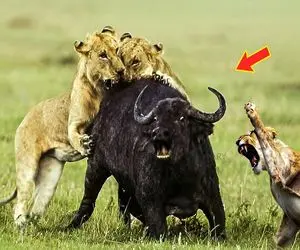 نارام زیان؛ شیرهای بدسگال ریختن سر بوفالو شرحه اش کرن چون نذاشت بچه شو بخورن