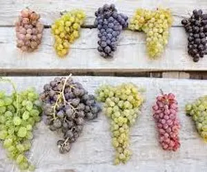 تعبیر خواب انگور،خوردن و چیدن انگور در خواب