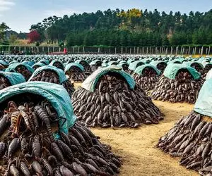 فرآوری عقرب؛ عقربارو میکارن بزرگ که شد گوشتشو سرخ میکنن سمش هم میشه دارو