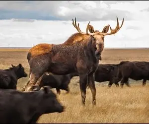 مستند حیات وحش؛ خودنمایی گوزن بلند قامت میان گله گاوهای غول پیکر
