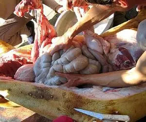 فرآوری خوک؛ خوکو مساوی برش میدن شکمشو خالی و اسلایس شده با سس سویا سرو میکنن
