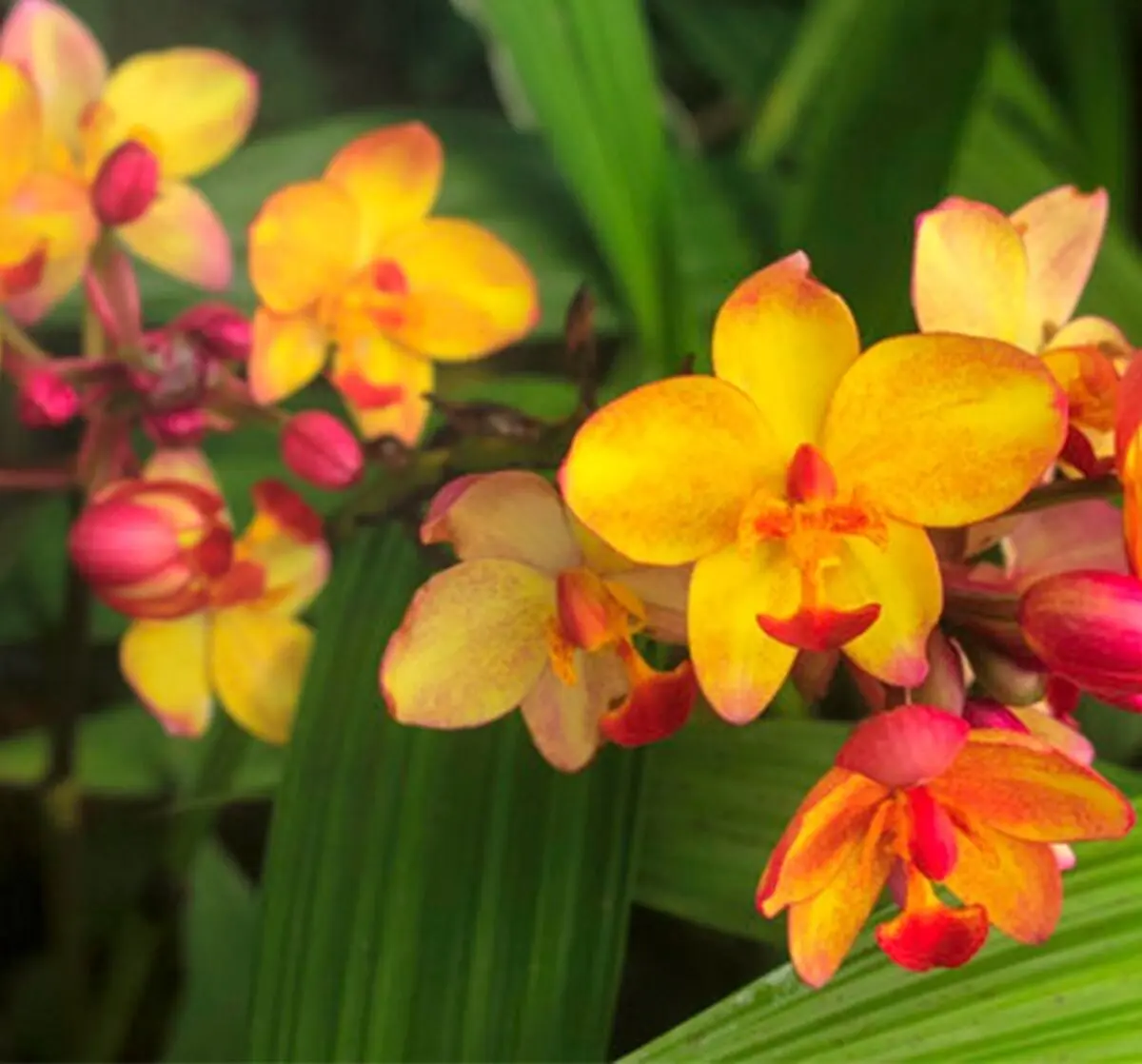 معطر2