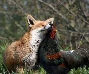 جذابیت حیات وحش؛ روباه که از خروس بخوره بدرد عمش میخوره