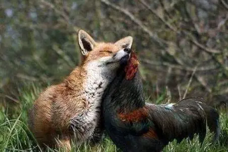 جذابیت حیات وحش؛ روباه که از خروس بخوره بدرد عمش میخوره