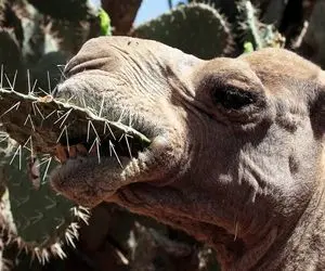 حیوانات غول پیکر؛ جنس دهن شتر تنه لش از چرمه هرچی خار و کاکتوس میخوره زخمی نمیشه