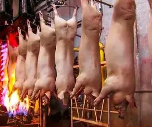 فرآوری خوک؛ دیدن کشتار خوک و پردازش روده با استفاده از ماشین های پیشرفته
