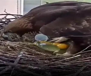 مستند کاوش؛ عقاب تخمشو میشکونه بهش جایگزین میدن بزرگ کنه رفاقتشون فقط