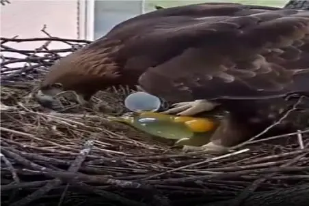 مستند کاوش؛ عقاب تخمشو میشکونه بهش جایگزین میدن بزرگ کنه رفاقتشون فقط