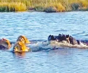 مستند حیات وحش؛ اسب آبی با حمله به 3 شیر کاری کرد سایش هم ببینن نعره بزنن
