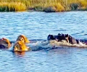 مستند حیات وحش؛ اسب آبی با حمله به 3 شیر کاری کرد سایش هم ببینن نعره بزنن