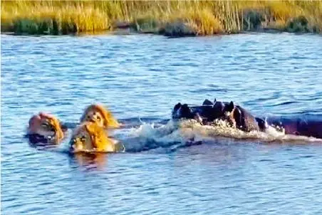 مستند حیات وحش؛ اسب آبی با حمله به 3 شیر کاری کرد سایش هم ببینن نعره بزنن