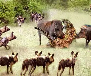 شاهکار حیات وحش؛ گرازهای بدسگال پلنگ زخمی دوره و شرحه اش کردن دادن شیر بخوره