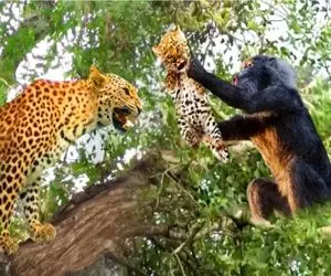 جذابیت حیات وحش؛ بابون احمق بچه پلنگ رو زد زیر بغلش و فرار