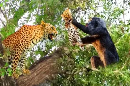 جذابیت حیات وحش؛ بابون احمق بچه پلنگ رو زد زیر بغلش و فرار