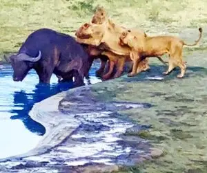 از جذابیت های حیات وحش؛ بوفالو رفت حمام کنه که با بودن چند تا شیر کامروا نشد