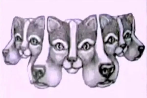 بازی فکری؛ فقط کسایی که تو هوش قطب عالم هستن بگن چندتا سگ تو تصویر میبینن