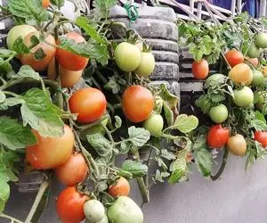 ایده های خلاقانه؛ اگه باغچه کف حیاط نداری تو بطری های پلاستیکی آب معدنی گوجه بکار