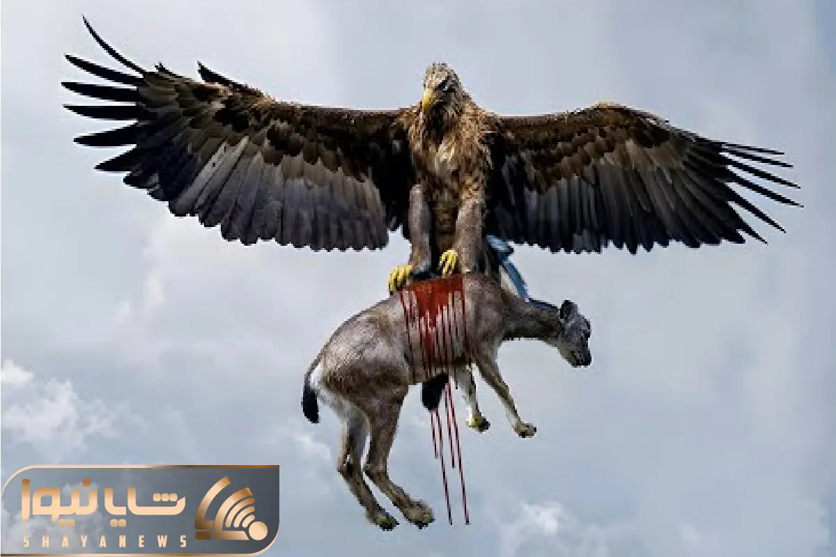 مستند حیات وحش /  عقاب سفاک بر شانه بز کوهی خنج میکشد تا آماده تناول شود