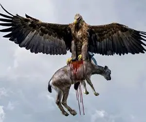 مستند حیات وحش /  عقاب سفاک بر شانه بز کوهی خنج میکشد تا آماده تناول شود