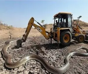 ابزارآلات غول پیکر؛ پیتون غول برای حفاظت از اکوسیستمش با بیل مکانیکی درگیر شد