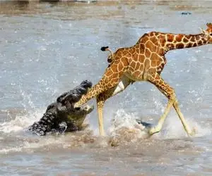 مستند حیات وحش؛ تمساح کف خواب زرافه سر در هوا رو کشید زمین