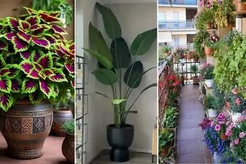 گیاهان آپارتمانی مناسب بالکن تو سرمای زمستان؛ سبزرویان جان سخت که برای هر فصل بهترینن
