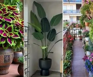 گیاهان آپارتمانی مناسب بالکن تو سرمای زمستان؛ سبزرویان جان سخت که برای هر فصل بهترینن