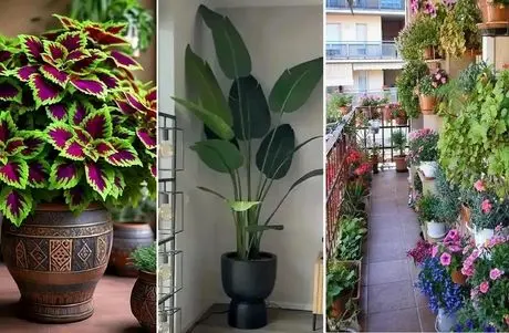 گیاهان آپارتمانی مناسب بالکن تو سرمای زمستان؛ سبزرویان جان سخت که برای هر فصل بهترینن