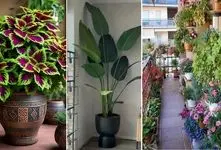 گیاهان آپارتمانی مناسب بالکن تو سرمای زمستان؛ سبزرویان جان سخت که برای هر فصل بهترینن