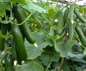 ایده های خلاقانه؛ چجوری خیار بکاریم که حسابی پر بار بشه؟ چنتا نکته درست و درمون گفتم