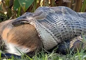 مستند حیات وحش؛ پیتون غول ایمپالارو بلعید عنقریب دهنش جر بخوره