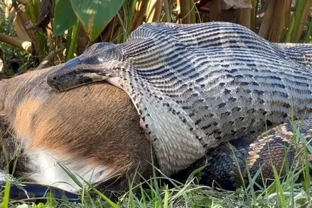 مستند حیات وحش؛ پیتون غول ایمپالارو بلعید عنقریب دهنش جر بخوره