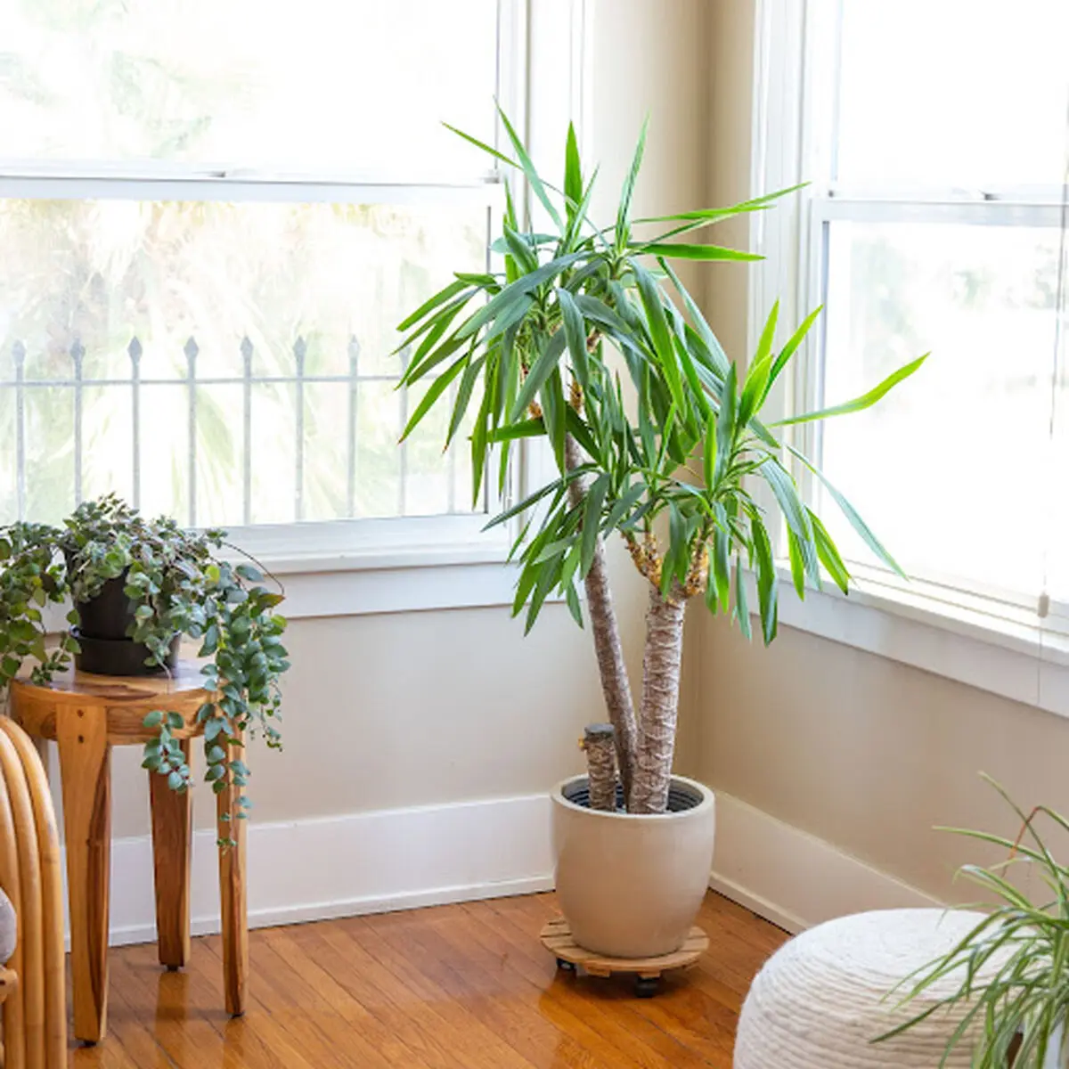 Yucca-1
