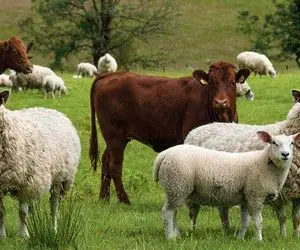 قیمت دام زنده امروز 15 شهریور + جدول و میانگین قیمت در شهرها