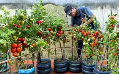 کاشت و برداشت خانگی؛ بطری های پلاستیکی آب معدنی رو دور ننداز توش گوجه بکار عالی میشه