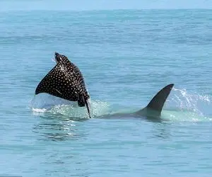 راز بقا؛ سفره‌ ماهی‌هایی که از آب میپرن بیرون و از دور مثل دسته کبوترها به نظر میان