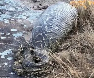 بدایع حیات وحش؛ پیتون غول بزغاله رو با شاخ تیزش درسته بلعید وسط شکمش باد کرد