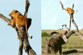 شاهکار حیات وحش؛ سیرک حیرت انگیز فیل و شیر وقتی حریف هم نمیشن