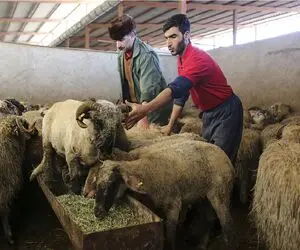 قیمت دام زنده امروز 29 مهر 1404 + جدول