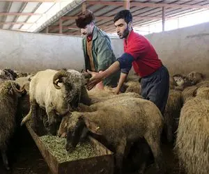 قیمت دام زنده امروز 29 مهر 1404 + جدول