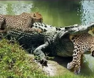 مستند حیات وحش؛ وقتی تمساح ریسک مرگ را به جان میخرد و پلنگ را خفت میکند