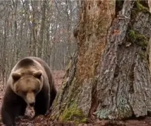 معماری خلاقانه؛ آقاهه با دو متر قد و هیکل توی درختو خالی کرد توش زندگی کنه خرس نخورتش